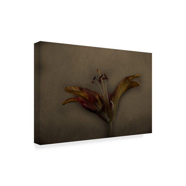 Lori Hutchison 'Asiatic Lily' Canvas Art,22x32